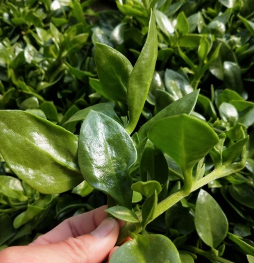 穿心莲价格1.00元/斤 - 一亩田