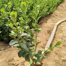 扶芳藤，小叶扶芳藤（爬行卫矛）基地直销质量保证