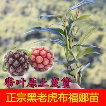 黑老虎树苗布福娜水果树苗奇异果树苗南北四季可种