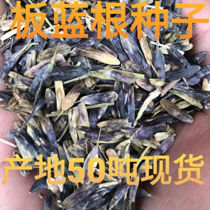 热门地区板蓝根种子行情