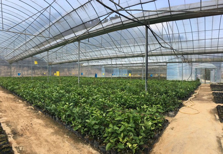 中医食疗师正在指导市民正确使用柠檬：将新鲜柠檬切片加入温水（≤40℃），搭配蜂蜜与少量姜丝，强调“内服养阴生津，忌外敷防晒”