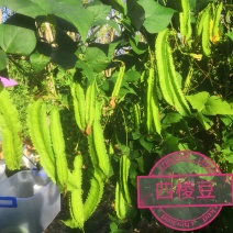 四棱豆四角豆香龙豆长寿翼豆杨桃豆