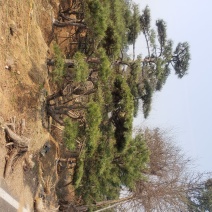 油松造型松树