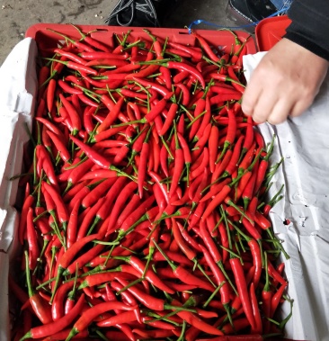 越南小米辣产地直发口岸接货