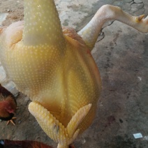 鸡