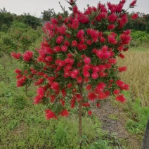 美花红千层