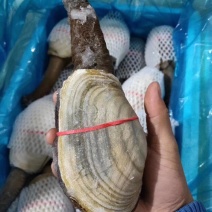 辽宁东港新鲜加工朝鲜象拔蚌
