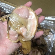 辽宁东港质量非常好天鹅蛋肉