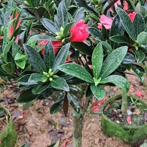 大红花油茶嫁接苗，产地直供，支持线上保障交易。