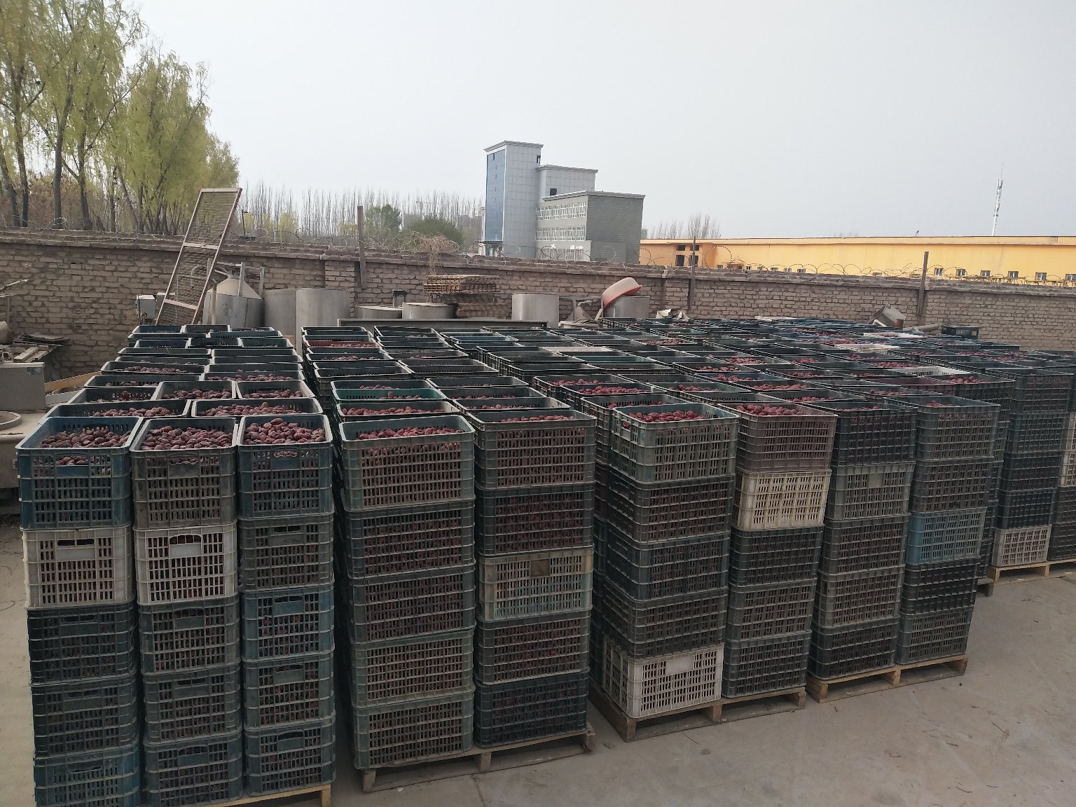 现代化骏枣加工车间内景,工人正在操作清洗、分选、烘干和包装一体化流水线设备,传送带上整齐排列着即将封装的骏枣,体现工业化与食品安全控制水平 骏枣加工生产线