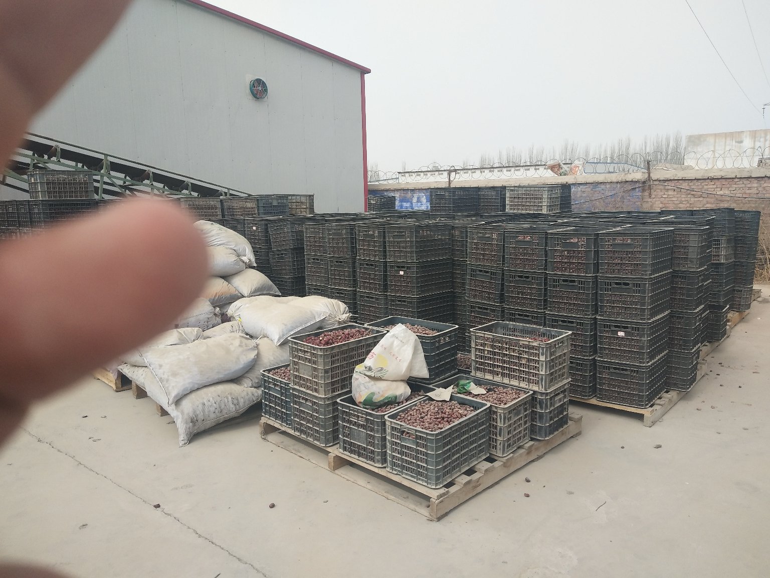 泽普骏枣采摘现场