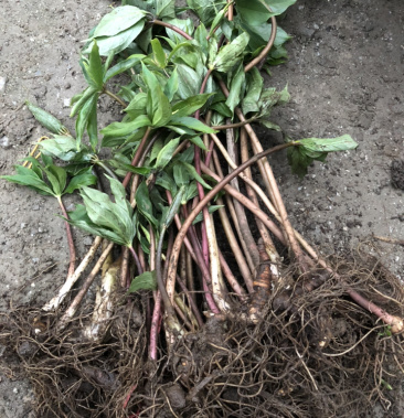 57年重楼苗大重楼华重楼粉质重楼