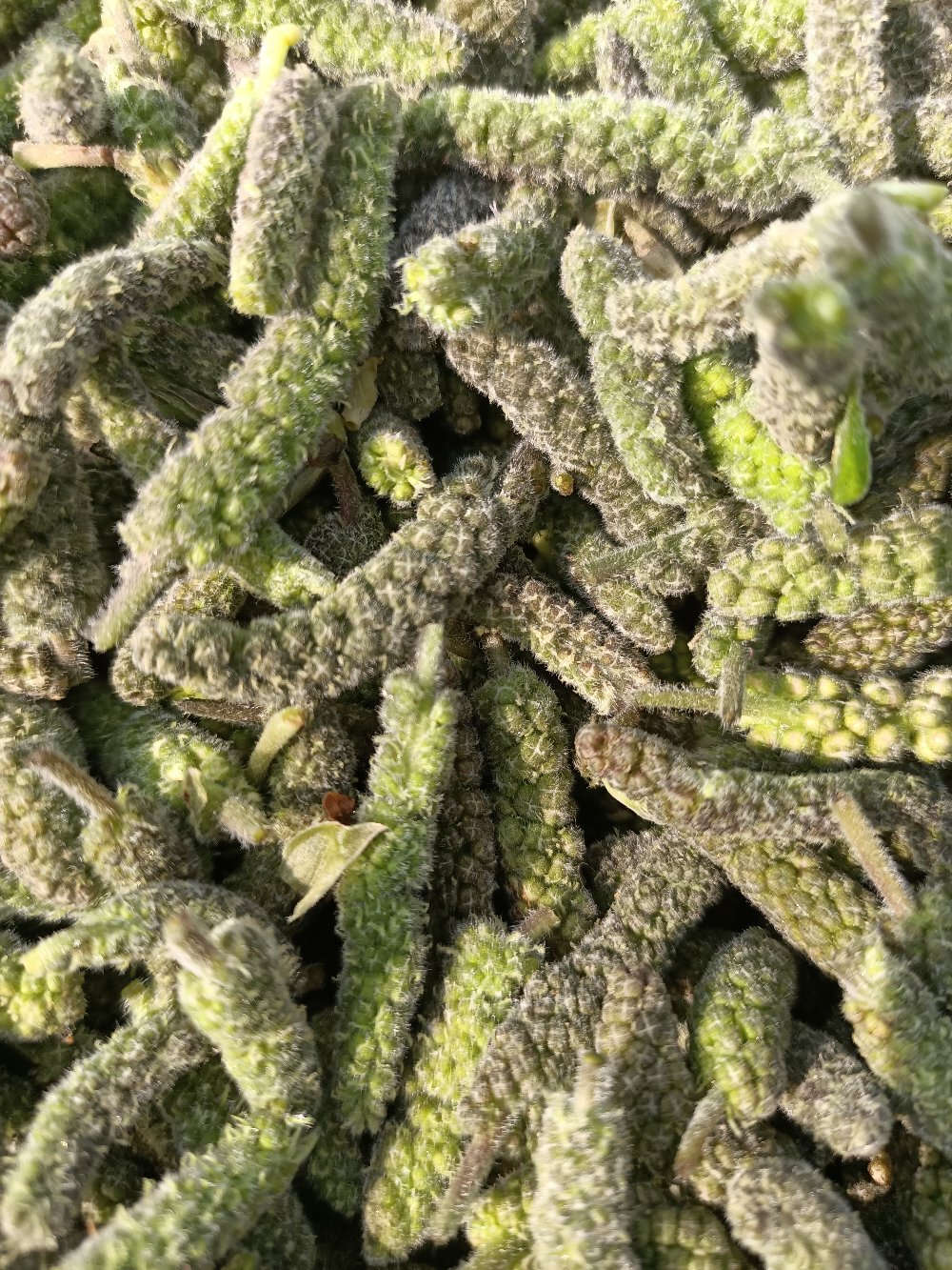 河南省泌阳县盘古山特产构絮菜,(又名:构穗,构棒槌)