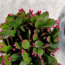 蟹爪兰盆栽花观花盆栽植物