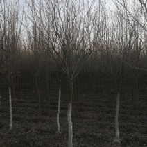暴马丁香东北暴马子规格齐全价格合理欢迎实地看苗订
