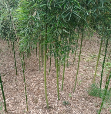 细叶乌头雷竹可做绿化可做种苗笋子好吃口感很好