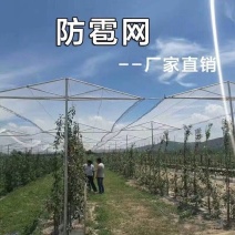 果园防雹网葡萄防雹网防冰雹网防雹子网防雹防鸟网