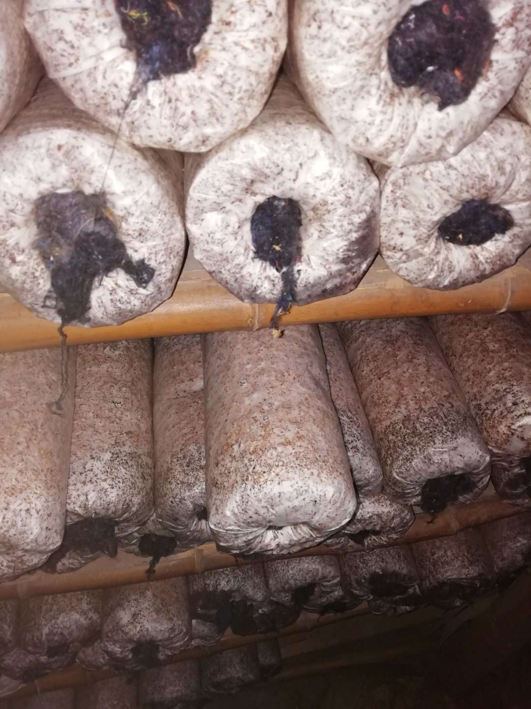 [干香菇批发]供应优质高产椴木香菇母种原种栽培菌种以及培养基价格3.