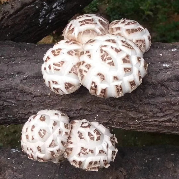 供应优质高产椴木香菇母种原种栽培菌种以及培养基