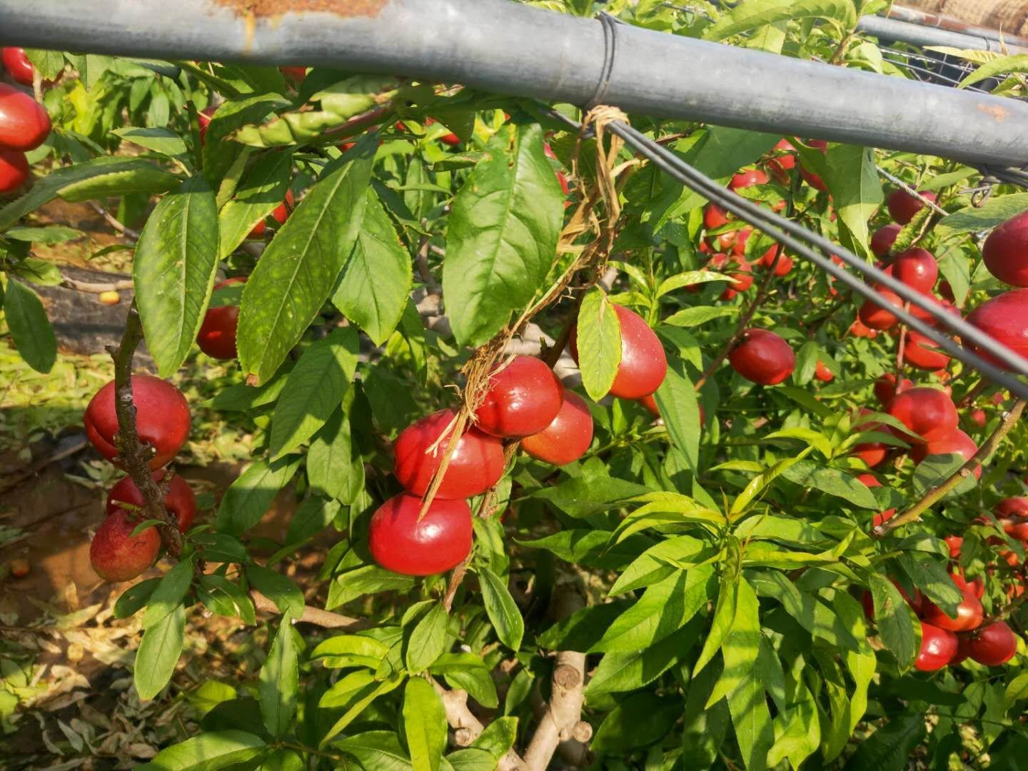 一片郁郁葱葱的桃园中,中桃10号桃树挂满成熟的果实,果面呈浓红色,阳光照射下色泽鲜艳,部分果实已采摘装箱,果农正在田间作业,背景为清晨薄雾笼罩的田园风光 中桃10号成熟果园全景图