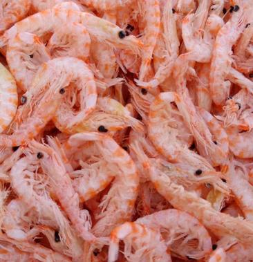 南极磷虾是高蛋白质的食物