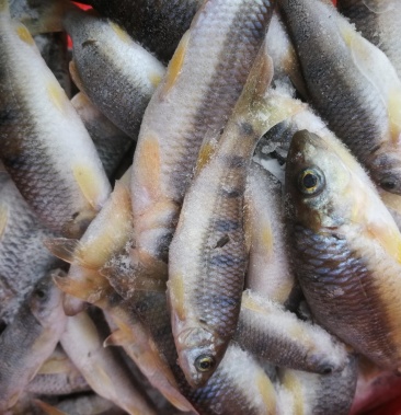 新鲜淡水小溪小河新鲜石斑鱼光唇鱼水产冷冻支持一件代发