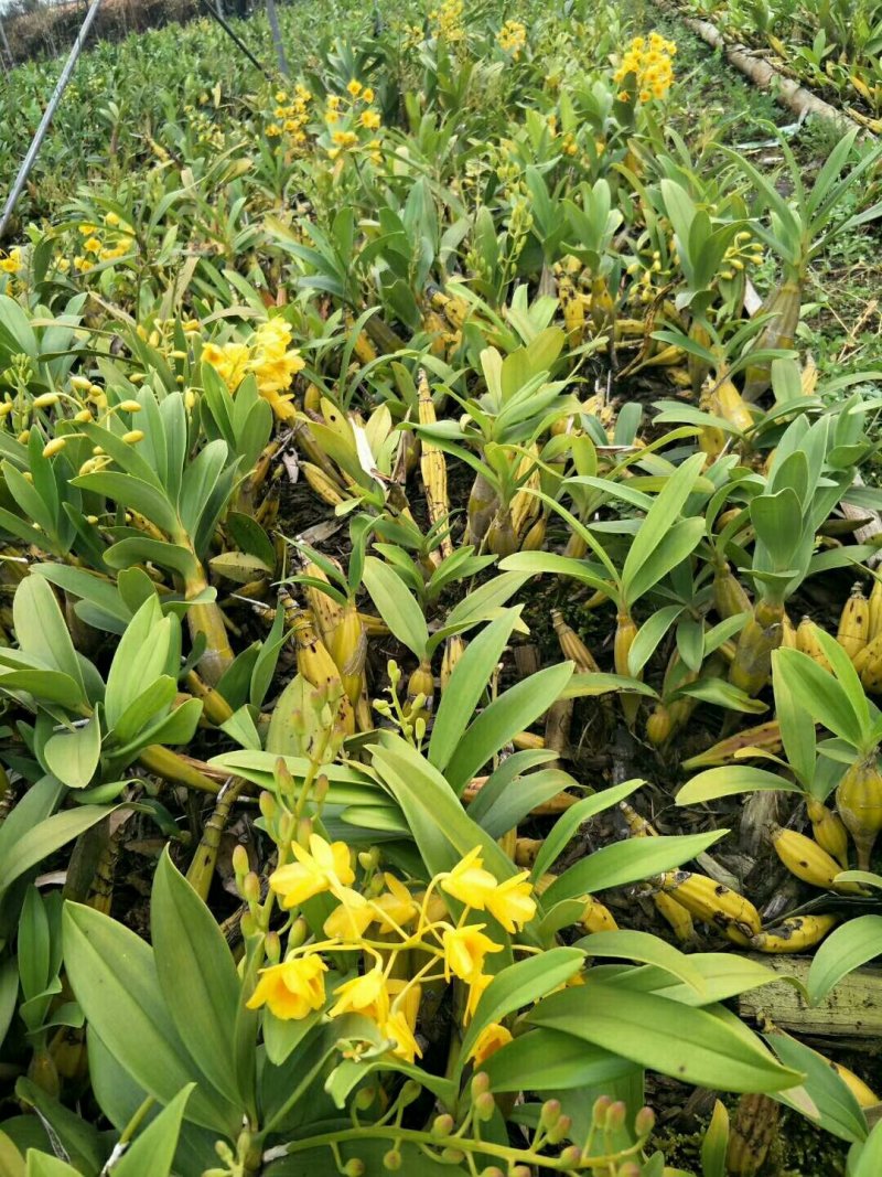 鼓槌石斛小圆鼓槌石斛中大型号鼓槌现货基地货