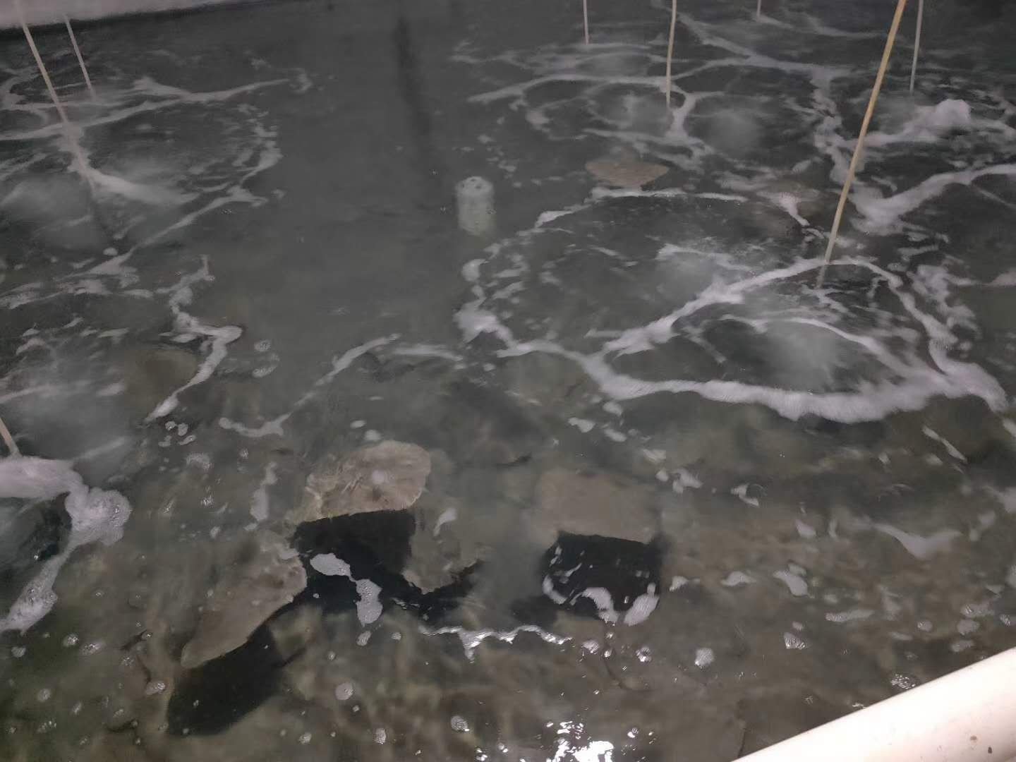 多宝鱼在海水养殖环境中的生长状态