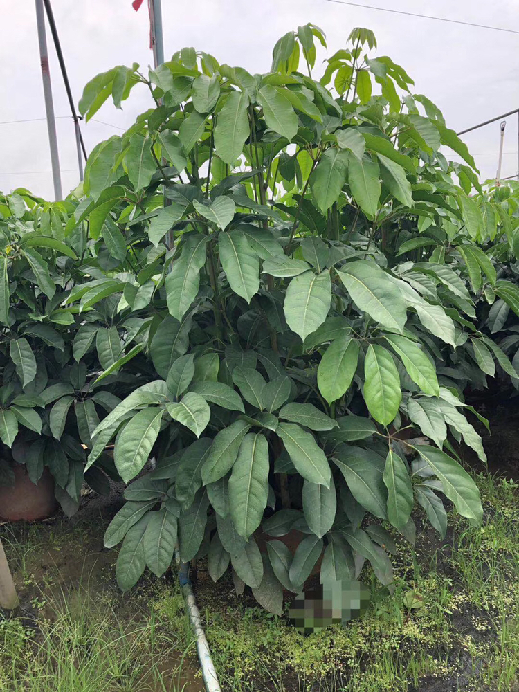 大叶伞路边别墅绿化风景树