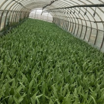油麦菜大量上市，现货13吨