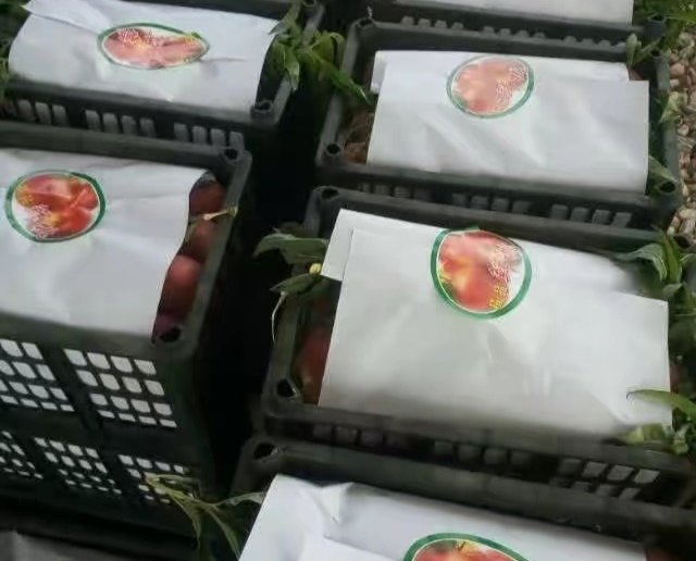 现代化油桃分拣包装车间内工人正在处理518油桃