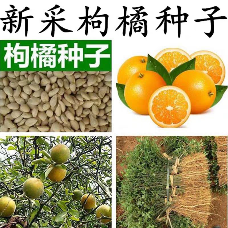[枸橘种子批发]江苏宿迁沭阳县枸橘种子 15.00元/斤枸橘种子 _ 一亩田