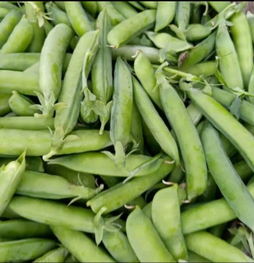 泌阳豌豆 青豌豆,产地直发,现货供应 品种齐全,货源充足