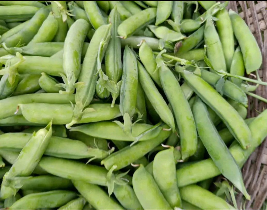 青豌豆实物图