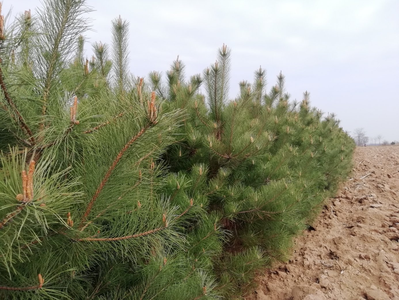 油松幼苗栽植现场图