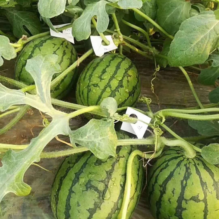 [西瓜批发]l600西瓜 超越梦想西瓜 山东产区 大量上市 代发全国价格0.
