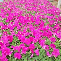 矮牵牛