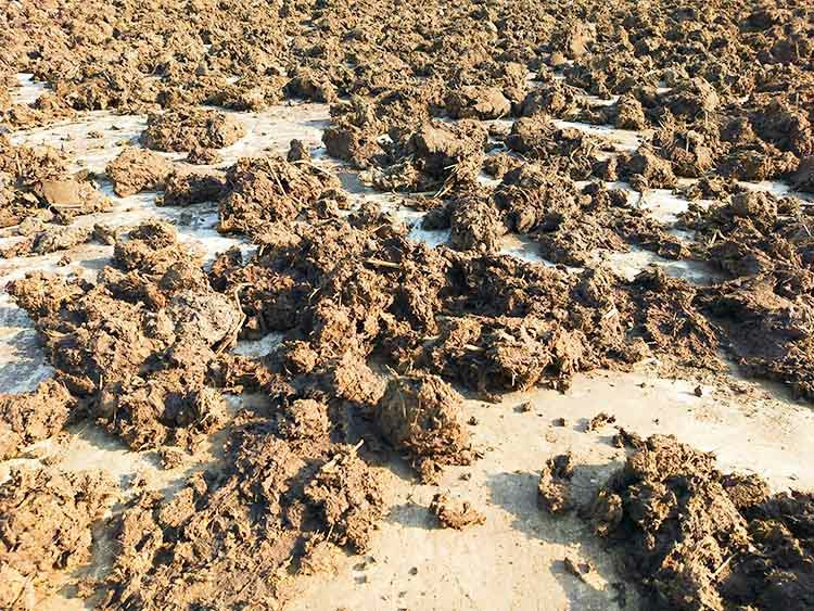 芦苇丛生的荒地