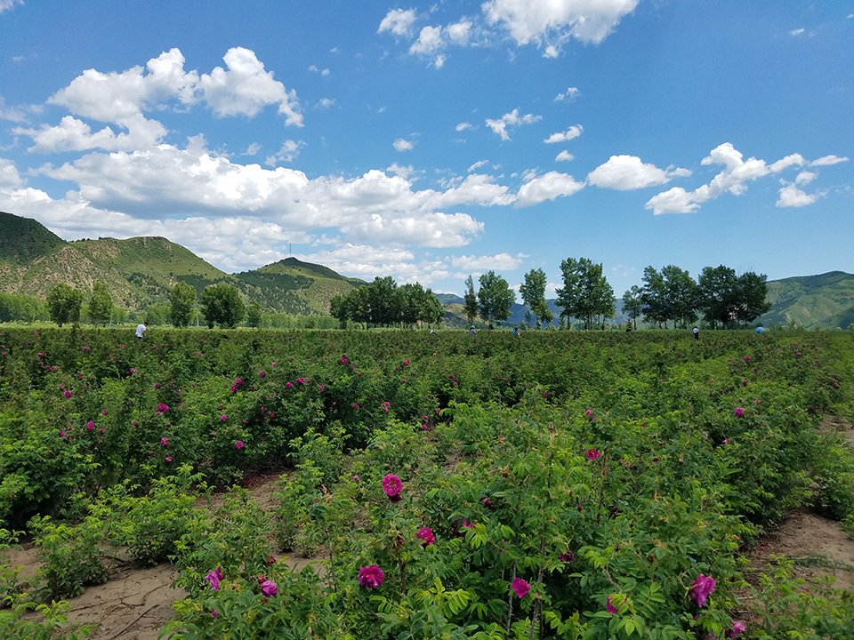 四季玫瑰四川种植基地航拍图