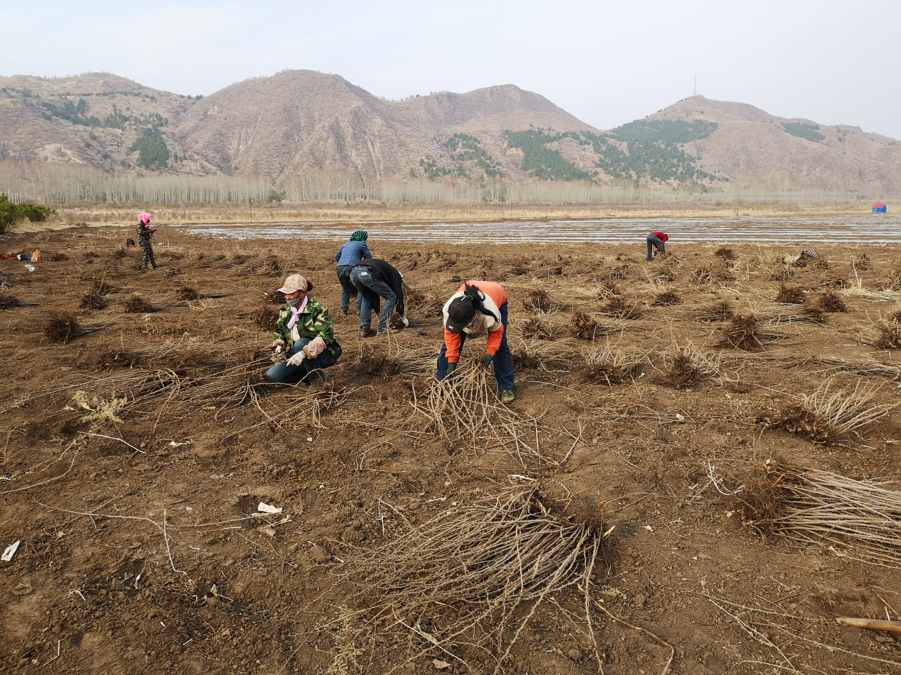大片大马士革四季红玫瑰种植基地,整齐排列的植株正处于盛花期,农民正在田间采收鲜花,远处有晾晒棚和运输车辆,体现产业化种植与初加工流程 田间规模化种植场景