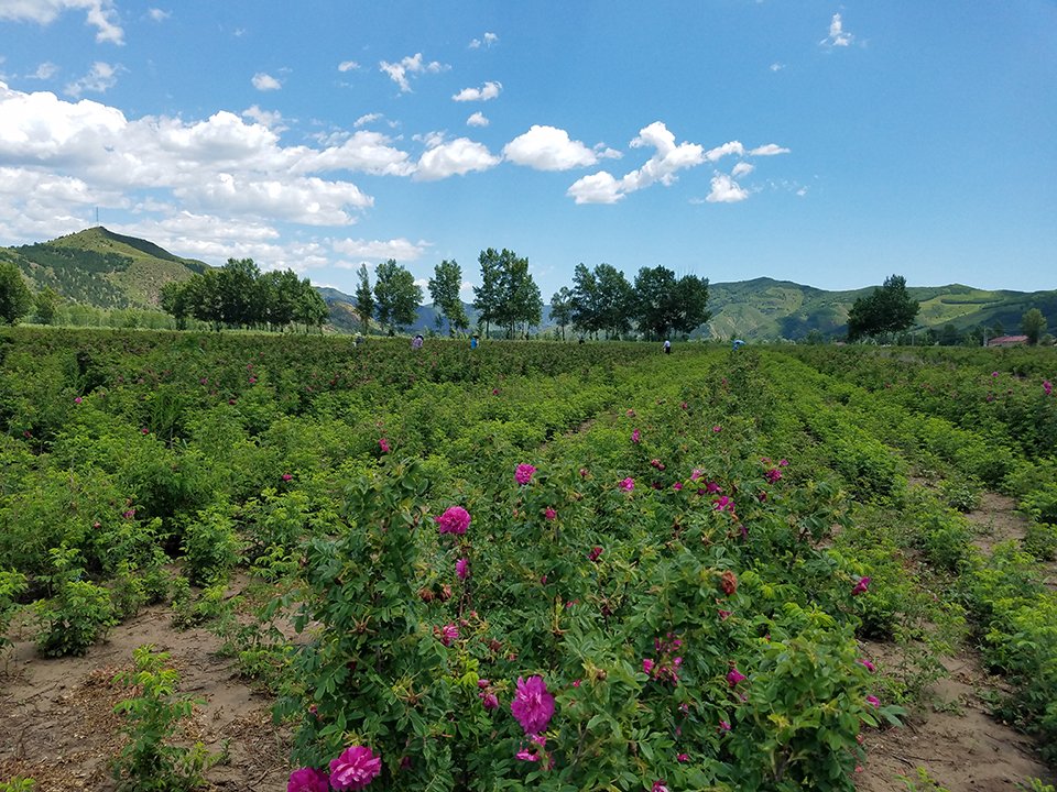 第四区玫瑰种植基地