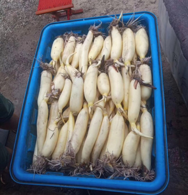 [白莲藕批发]山东淄博马踏湖白莲藕,货源充足价格15.00元/斤 - 一亩田