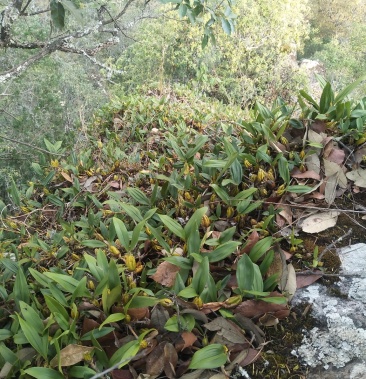 云南野生石橄榄石上果小果中果大果中草药