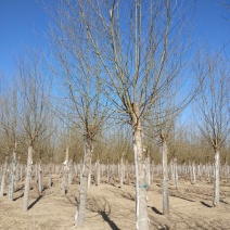 旱柳12~18cm6~8cm3~3.5米