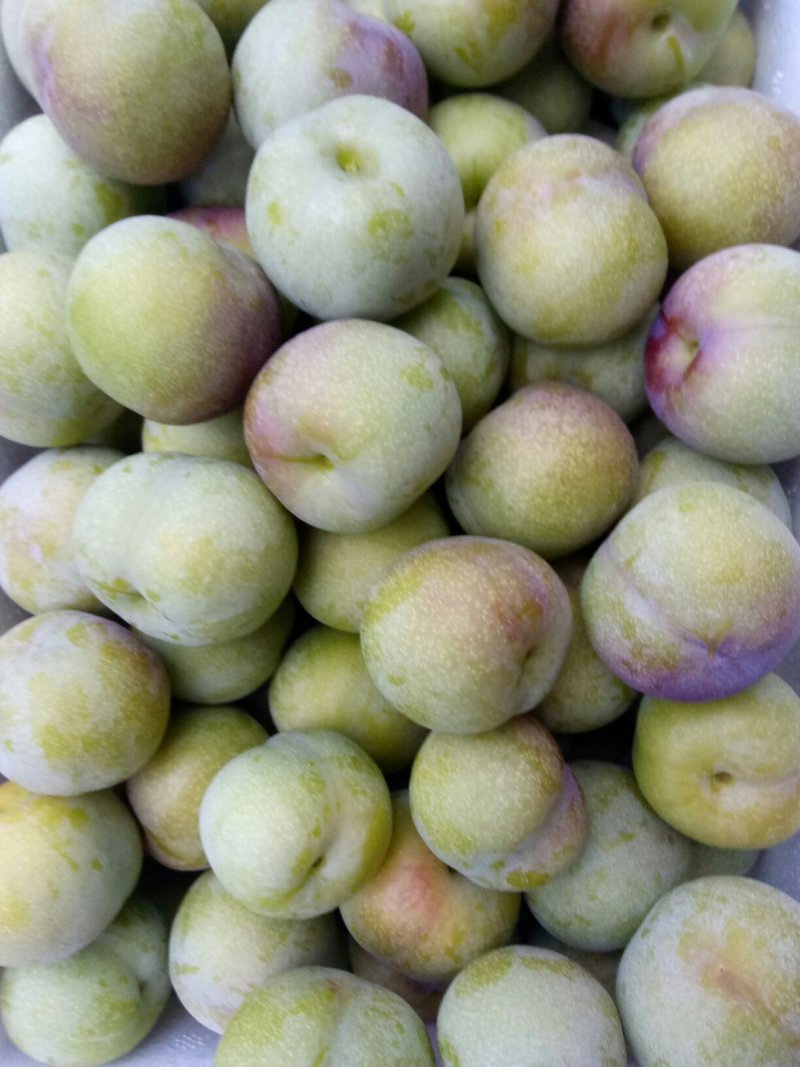 四川屏山半边红李子(茵红李)