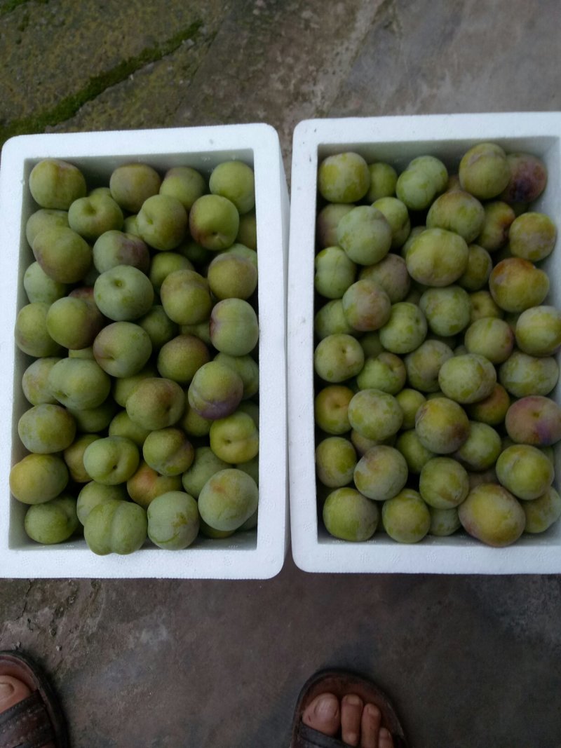 四川屏山半边红李子(茵红李)