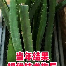 红心火龙果苗质量保证量大从优欢迎咨询