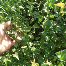 青梅苗