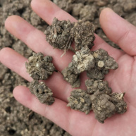 野生猫爪草500克中药材猫抓草中草药河南猫爪草新鲜