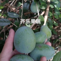 菲油果苗斐济果费约果种苗根系发达